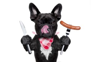 Was Hunde nicht fressen sollten