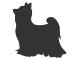 Yorkshire Terrier Shop