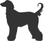 Afghanischer Windhund Shop