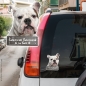 Preview: Englische Bulldogge an Bord Autoaufkleber