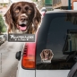 Preview: Münsterländer an Bord Autoaufkleber