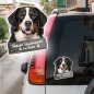 Preview: Berner Sennenhund an Bord Autoaufkleber