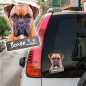 Preview: Boxer an Bord Autoaufkleber