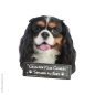 Preview: Cavalier King Charles Spaniel tricolor an Bord Hundeaufkleber