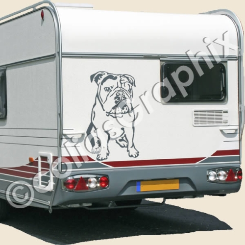 Englische Bulldogge Autoaufkleber