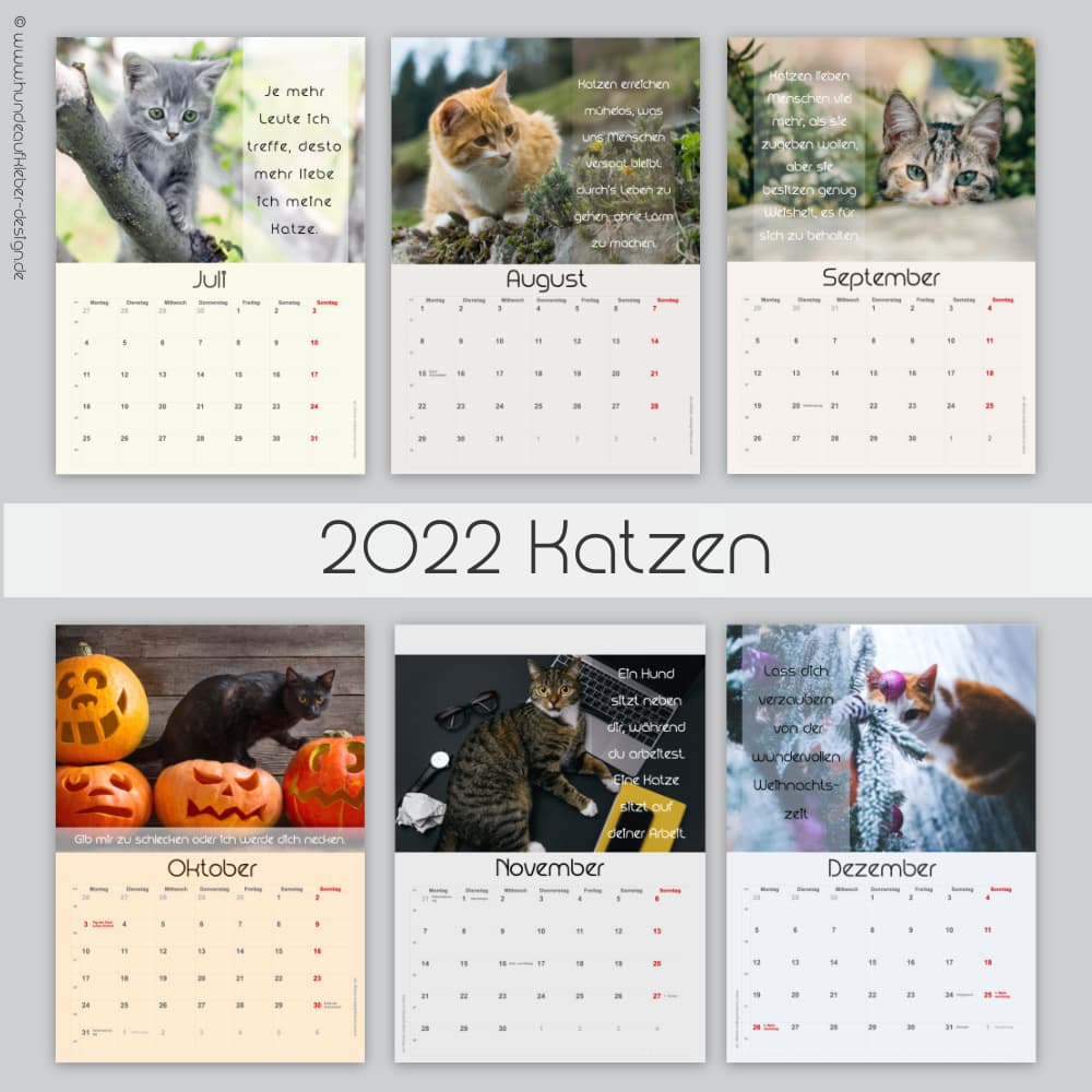 Katzen-Tageskalender 2022 