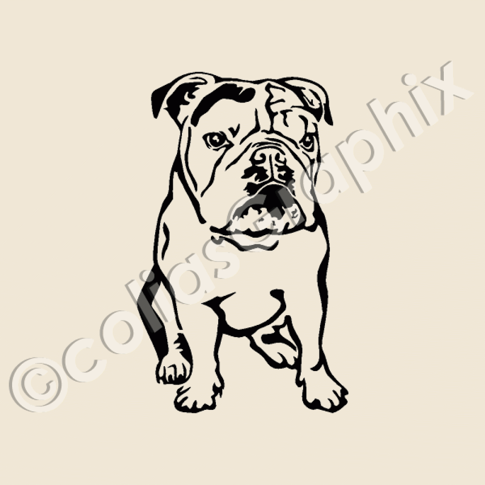 Englische Bulldogge Autoaufkleber